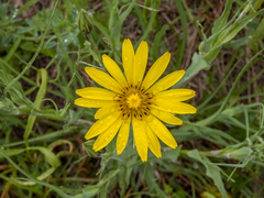 Tragopogon tanaiticus
