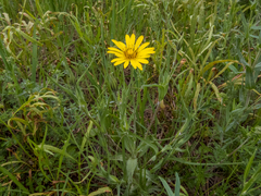 Tragopogon tanaiticus