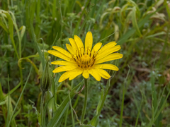 Tragopogon tanaiticus