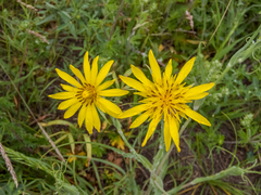 Tragopogon tanaiticus