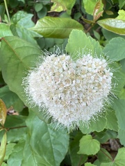 Spiraea corymbosa