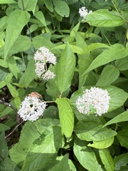 Ceanothus americanus americanus