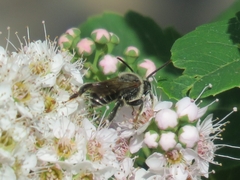 Macropis europaea