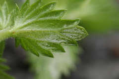 Plasmopara euphrasiae