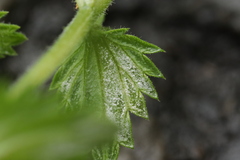 Plasmopara euphrasiae