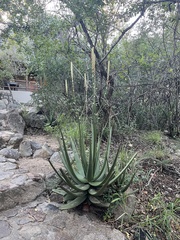 Aloe cryptopoda