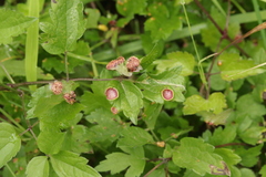 Puccinia alnetorum