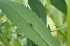 Mompha argentimaculella