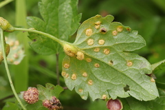 Puccinia alnetorum