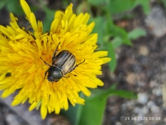 Blitopertha nigripennis