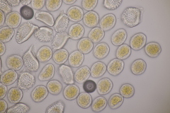 Puccinia alnetorum