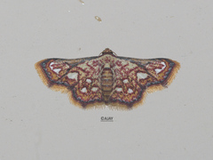 Enispa rosellus