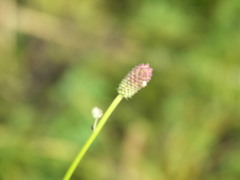 Sanguisorba officinalis