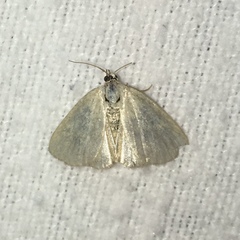 Lomographa vestaliata