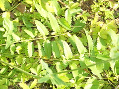 Sanguisorba officinalis
