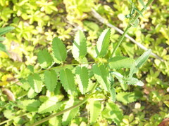 Sanguisorba officinalis