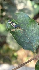 Coelophora saucia