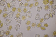 Puccinia alnetorum