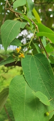 Grewia tiliifolia