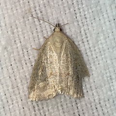 Protodeltote albidula