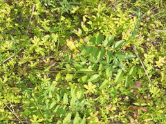 Sanguisorba officinalis