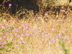Clarkia imbricata