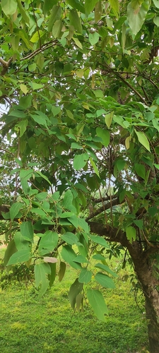 Image of Grewia tiliifolia by (c) renjus box, some rights reserved (CC BY)