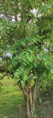 Grewia tiliifolia