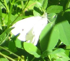 Pieris rapae