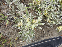 Dasineura lupinorum