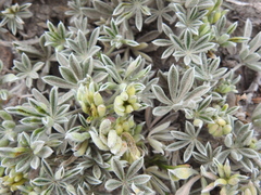 Dasineura lupinorum