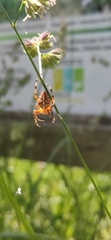 Araneus diadematus