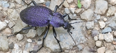 Carabus scabrosus