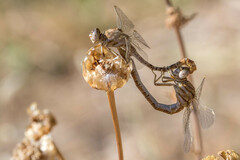 Onychogomphus costae