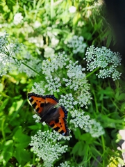 Aglais urticae