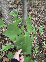 Liriodendron chinense