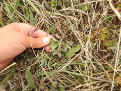 Dichondra donelliana