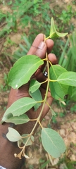 Scurrula parasitica