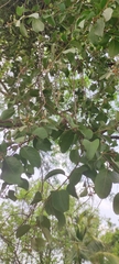 Scurrula parasitica