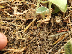 Dichondra donelliana