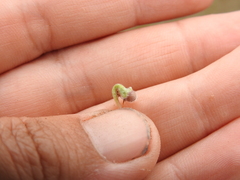 Dichondra donelliana