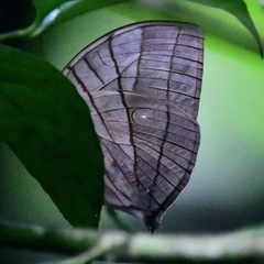 Amathuxidia amythaon dilucida