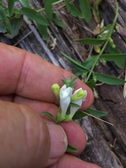 Scutellaria californica