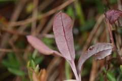 Exobasidium karstenii