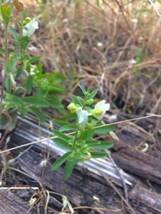 Scutellaria californica