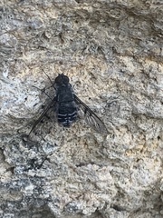 Anthrax trifasciatus