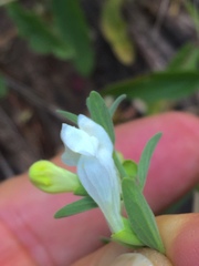 Scutellaria californica