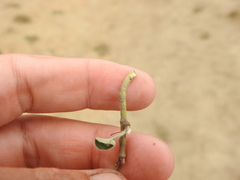 Dichondra donelliana
