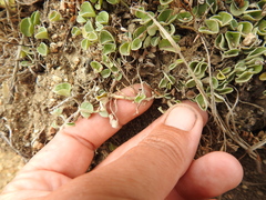 Dichondra donelliana