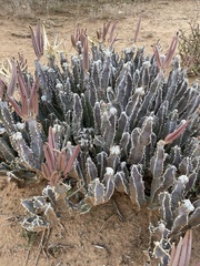 Stapeliinae